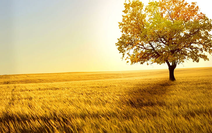 Bidang Rumput Pohon Musim Gugur Musim Gugur Sinar Matahari Daun Latar Belakang Gratis, pemandangan, musim gugur, latar belakang, musim gugur, bidang, rumput, daun, sinar matahari, pohon, Wallpaper HD