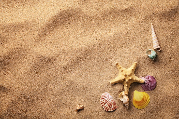 estrella de mar amarilla, arena, concha, estrella de mar, conchas, Fondo de pantalla HD