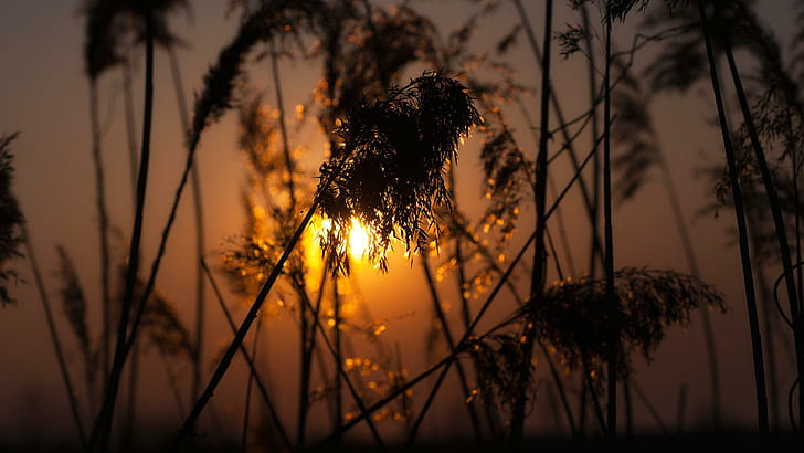Nature, Sunset, Depth Of Field, Spikelets, Golden Hour, Plants, Silhouette, Bokeh, silhouette of plant at sunset, nature, sunset, depth of field, spikelets, golden hour, plants, silhouette, bokeh, 1600x900, HD wallpaper