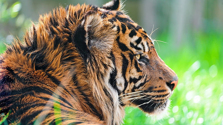 tigre brun et noir, tigre brun couché sur les herbes vertes closeup photgraphy, animaux, nature, gros plan, tigre, Fond d'écran HD