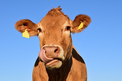 animal, vaca, cabeza, ganado, naturaleza, Fondo de pantalla HD HD wallpaper
