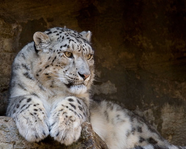white and black tiger, snow leopard, lie, predator, big cat, HD wallpaper
