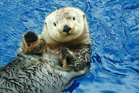 otter, sea, HD wallpaper HD wallpaper