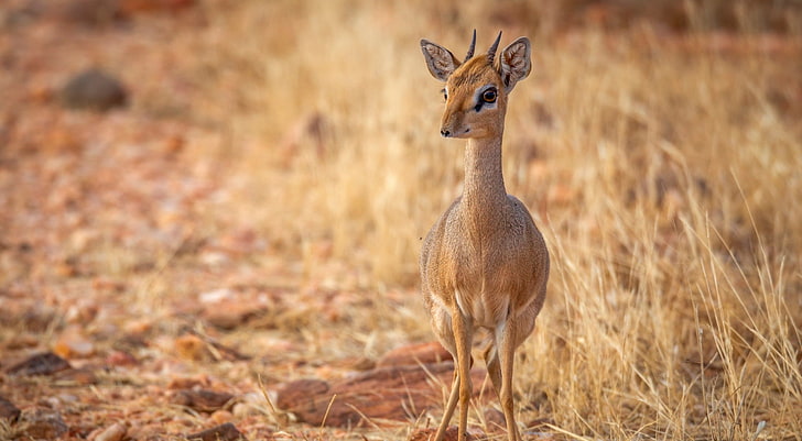 Baby Deer, brown gazelle, Animals, Wild, cute, baby deer, HD wallpaper