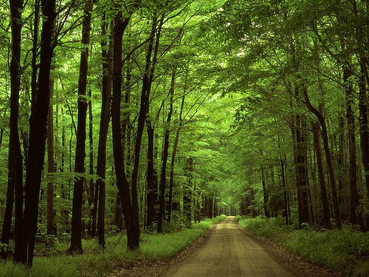 Зеленый лес, зеленые лиственные деревья, природа, пейзажи, красивые обои природы, удивительные обои природы, обои hd природы, обои леса, HD обои