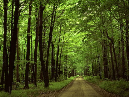 The Green Forest, albero dalle foglie verdi, Natura, Scenario, bellissimi sfondi naturali, incredibili sfondi naturali, sfondi HD naturali, sfondi foresta, Sfondo HD HD wallpaper