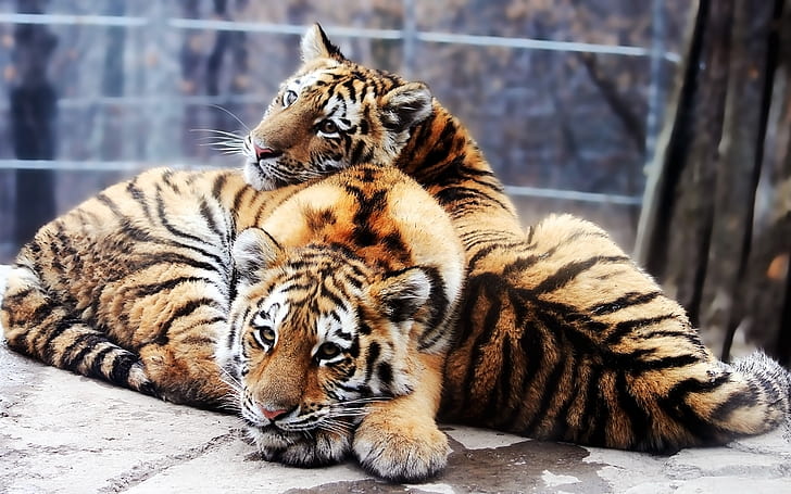 Друзья тигра, два тигра, тигр, HD обои