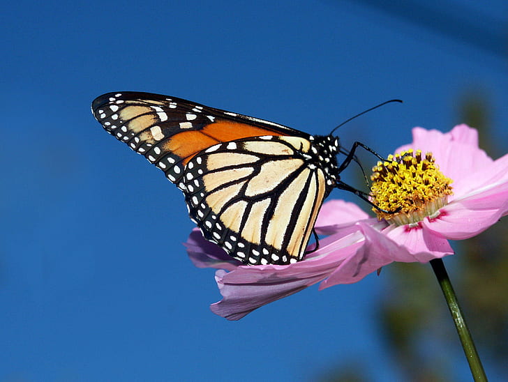 ピンクの花びらの花の花粉の上に蝶のセレクティブフォーカス写真、モナーク蝶、コスモス、セレクティブフォーカス、写真、上、ピンク、花、花粉、自然、flickr、ベスト、生き物、パブリックドメイン、献身、CC0、写真、昆虫、蝶-昆虫、動物の翼、自然の美しさ、動物、夏、クローズアップ、マルチカラー、マクロ、 HDデスクトップの壁紙