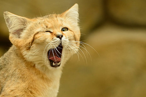 kucing liar, gundukan pasir kucing, kucing pasir, kucing liar, gundukan pasir kucing, kucing pasir, Wallpaper HD HD wallpaper