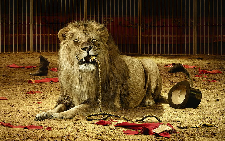 adult lion, cat, animals, Leo, HD wallpaper