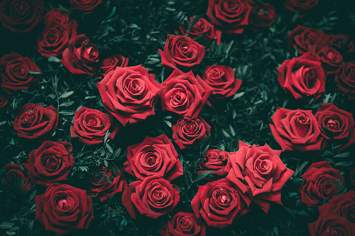 mawar, alam, 4k, 5k, hd, Wallpaper HD