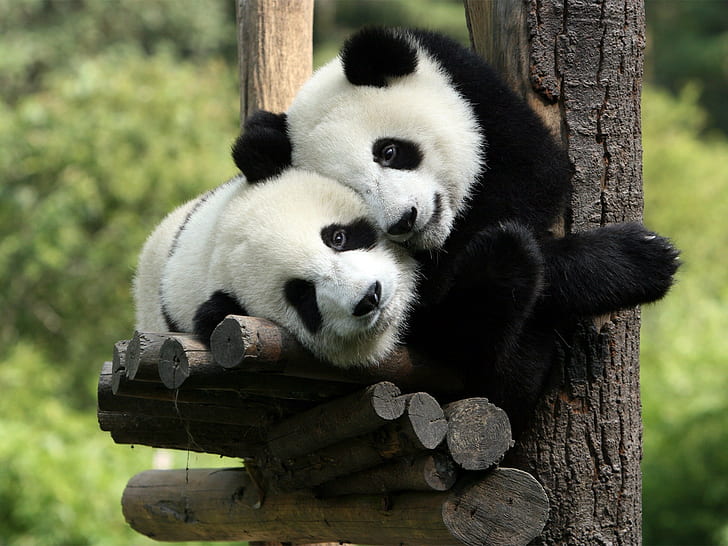 panda, baby animals, animals, HD wallpaper