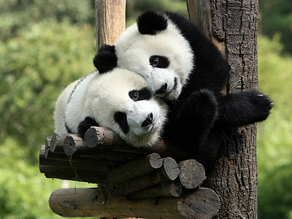 panda, crías de animales, animales, Fondo de pantalla HD HD wallpaper