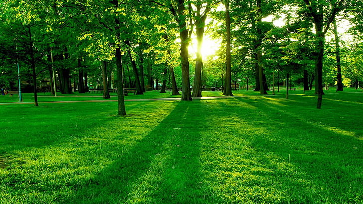 зеленый, природа, газон, трава, дерево, лесистая местность, солнечный свет, лес, путь, луг, утро, восход, HD обои