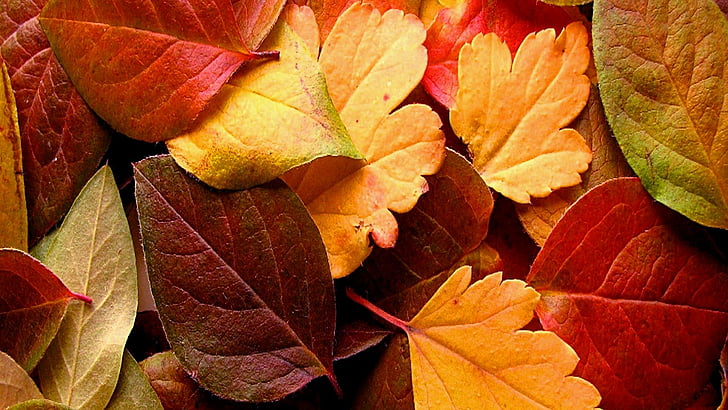 乾燥、秋、葉、カラフル、秋、 HDデスクトップの壁紙