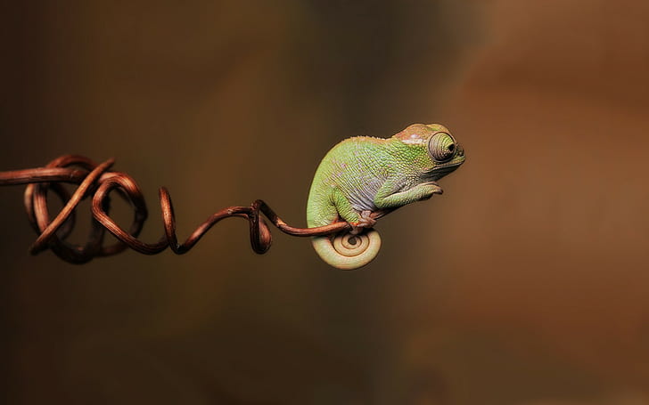 animals, branch, chameleons, reptiles, simple, twigs, HD wallpaper
