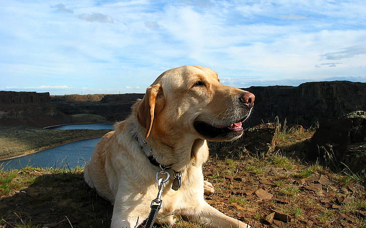 Солнечная собака, желтый лабрадор ретривер, Солнце, Собака, HD обои