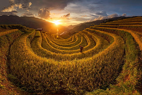 field, Agro (Plants), plants, outdoors, Vietnam, Asia, HD wallpaper HD wallpaper