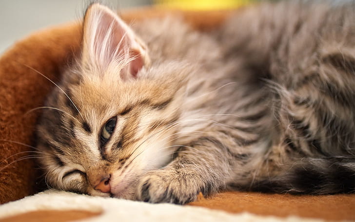 Kätzchen, das sich hinlegt, um zu schlafen, braunes Kätzchen der getigerten Katze, Kätzchen, liegend, unten, Schlaf, HD-Hintergrundbild