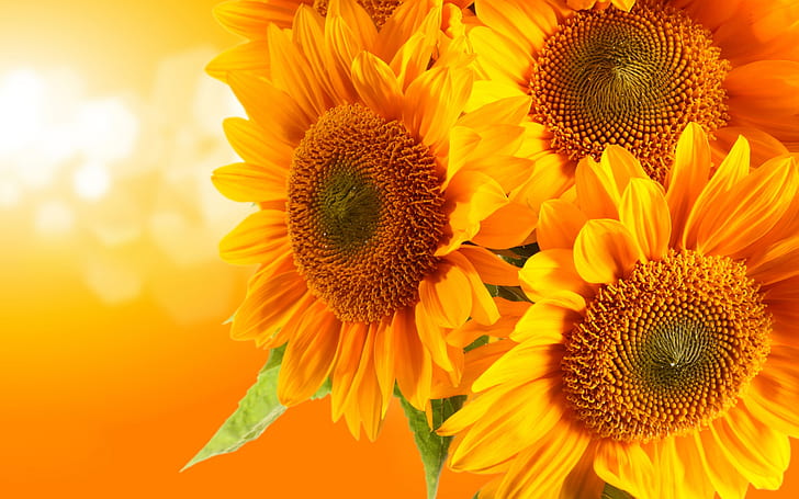 Golden sunflowers, orange background, glare rays, Golden, Sunflower, Orange, Background, Glare, Rays, HD wallpaper