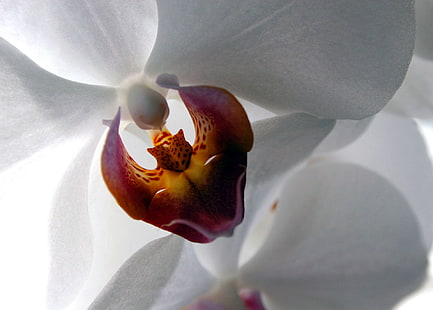 weiße und rote Mottenorchidee, Makro, weiße Blumen, Blumen, Orchideen, HD-Hintergrundbild HD wallpaper