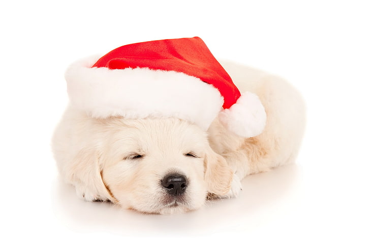 cucciolo di golden retriever, cucciolo, sonno, anno nuovo, cappello, sfondo bianco, Sfondo HD