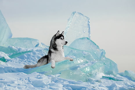 الكلاب ، أجش سيبيريا ، الكلب ، الجليد ، الحيوانات الأليفة، خلفية HD HD wallpaper
