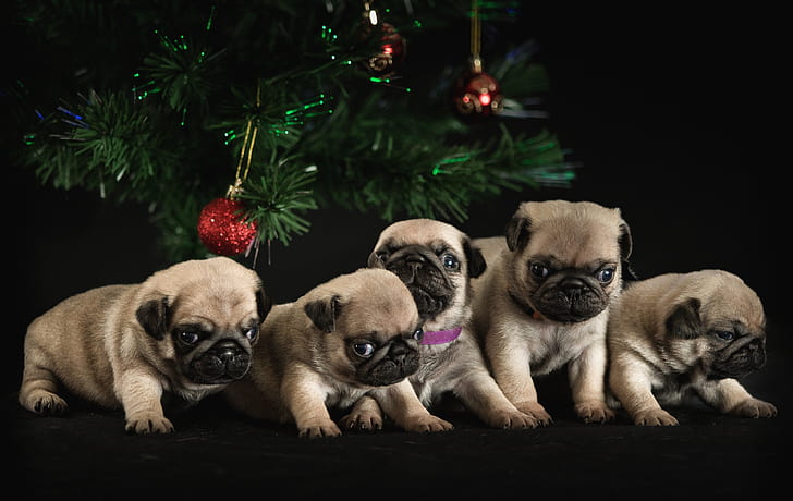 look, balls, branches, the dark background, mood, holiday, together, toy, toys, ball, legs, puppies, Christmas, small, pug, New year, tree, kids, company, needles, friends, cuties, a lot, five, sitting, Milota, cute, faces, brood, pugs, spruce, brothers and sisters, five puppies, the pugs, HD wallpaper