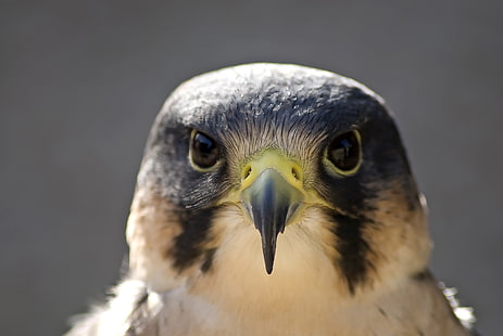white and black eagle, peregrine falcon, bird, head, beak, HD wallpaper HD wallpaper