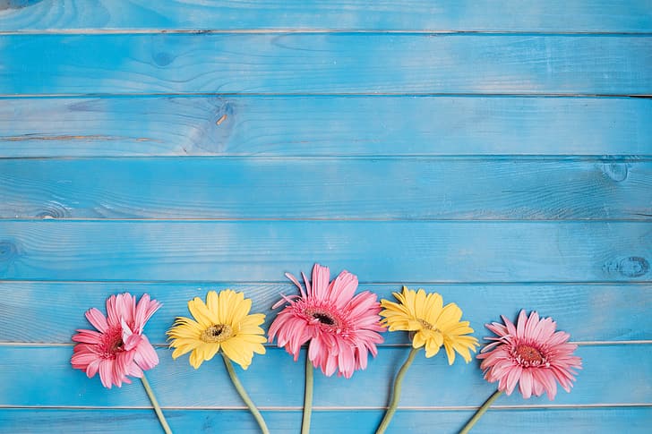 flowers, background, yellow, colorful, pink, gerbera, wood, spring, HD wallpaper