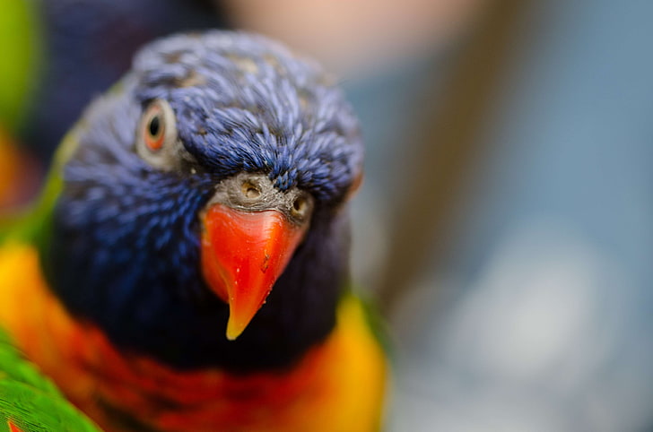 นกสีสันแปลกตาขนนก lorikeet ลอรี่นกแก้ว, วอลล์เปเปอร์ HD