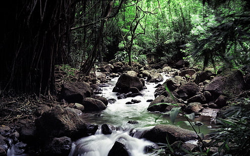 정글 숲 스트림 바위 돌 HD, 자연, 숲, 바위, 돌, 스트림, 정글, HD 배경 화면 HD wallpaper