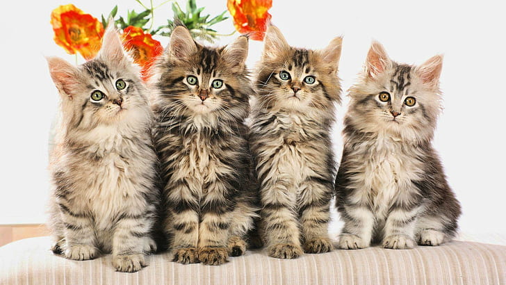 Quattro gattini, quattro gattini di procione lavatore, gattino, maine coon, simpatici, famiglia, animali, Sfondo HD