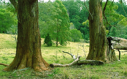 arboles, bosque, naturaleza, tronco, Fondo de pantalla HD HD wallpaper