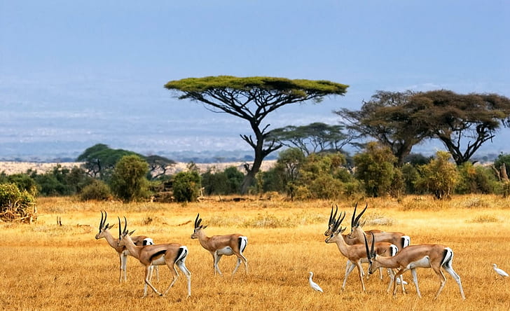 Antelopes On Savannah, antelopes, trees, animals, africa, grassland, savannah, herbivores, horns, HD wallpaper