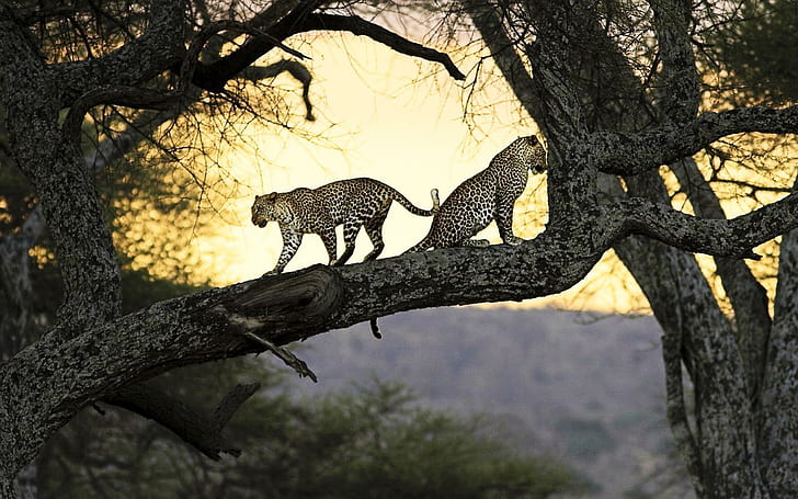 Leoparden, zwei Leoparden, Leoparden, Tiger, HD-Hintergrundbild