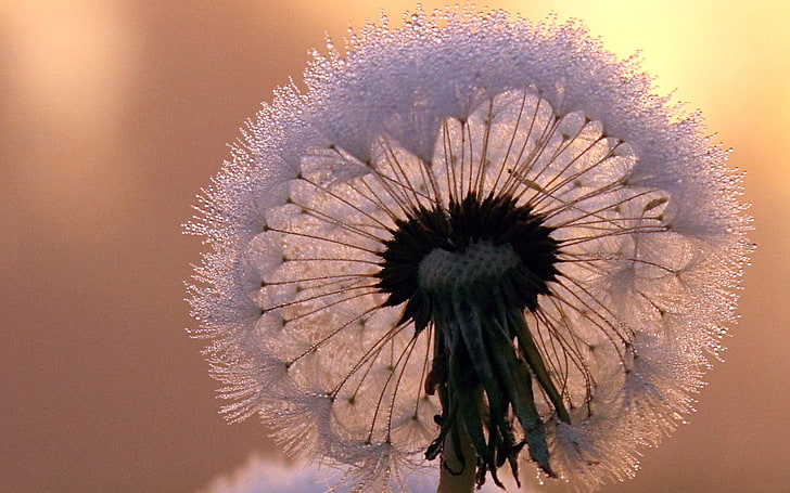 white dandelion flower, close-up, dandelion, stem, flower, HD wallpaper