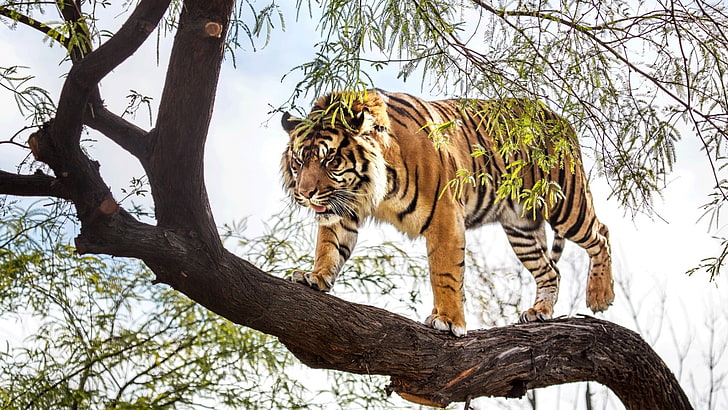 Бенгальский тигр, тигр, млекопитающие, живая природа, животные, большие кошки, HD обои