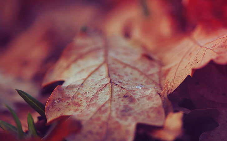 leaf dry veins autumn-Plants HD Wallpaper, withered plant leaf, HD wallpaper