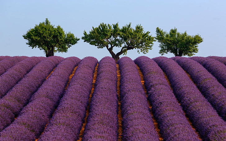 summer, the sky, trees, France, lavender, Provence, HD wallpaper