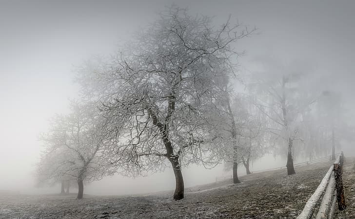 winter, frost, fog, HD wallpaper
