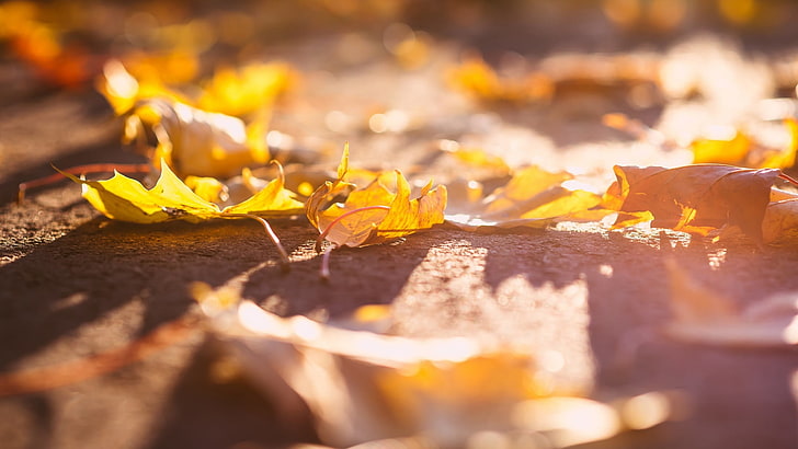 daun maple oranye, daun, makro, jatuh, sinar matahari, Wallpaper HD