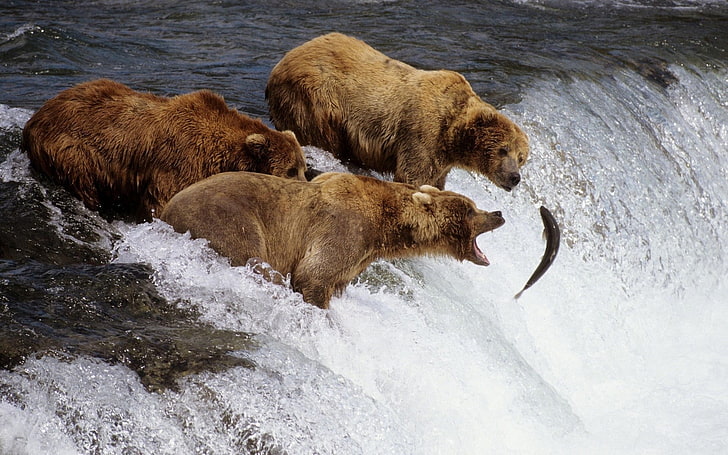 trzy niedźwiedzie brunatne i szare ryby, niedźwiedzie, zwierzęta, ryby, woda, wodospad, Tapety HD