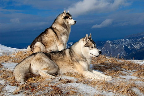възрастни самур сибирски хъскита, кучета, сибирско хъски, облак, куче, хъски, планина, небе, сняг, зима, HD тапет HD wallpaper