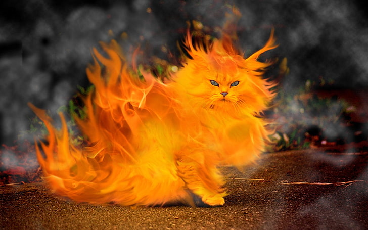 cats fire firecat Animals Cats HD Art , Fire, cats, firecat, HD wallpaper