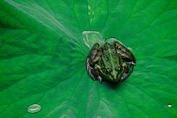 green and black frog photo, nature, insect, animal, close-up, wildlife, macro, leaf, HD wallpaper