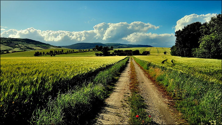 green grass field, nature, landscape, path, farm, dirt road, HD wallpaper