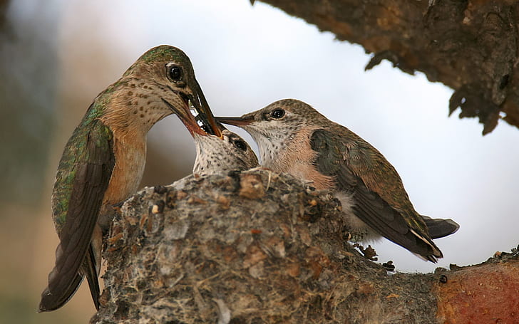 Gniazdo Calliope Hummingbird, Tapety HD