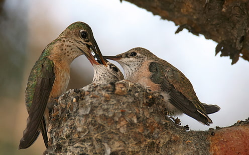 รังนก Calliope Hummingbird, วอลล์เปเปอร์ HD HD wallpaper