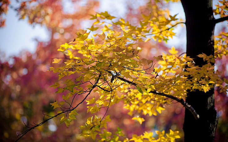 황금 단풍 -HD 자연 배경 화면, 노란 잎 나무, HD 배경 화면